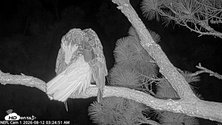 NE Florida Eagles Live Webcam - Aug 12, 2026, 3:26am EDT
