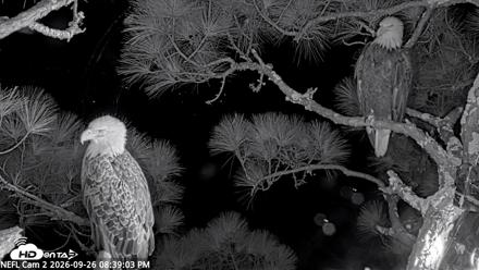 NE Florida Eagles Live Webcam - Sep 26, 2026, 8:40pm EDT