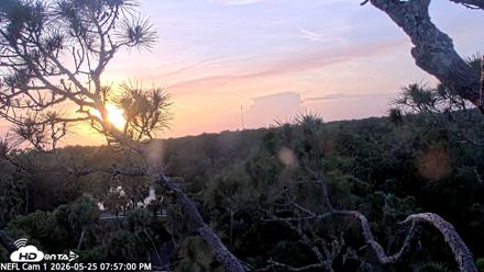 NE Florida Eagles Live Webcam - May 25, 2026, 7:57pm EDT