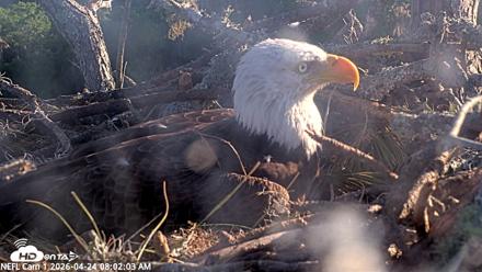 NE Florida Eagles Live Webcam - Apr 24, 2026, 8:02am EDT