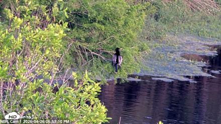 NE Florida Eagles Live Webcam - Apr 26, 2026, 6:54pm EDT