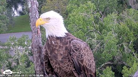 NE Florida Eagles Live Webcam - Oct 11, 2026, 10:11am EDT