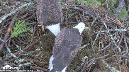 NE Florida Eagles Live Webcam - Oct 7, 2026, 6:42pm EDT