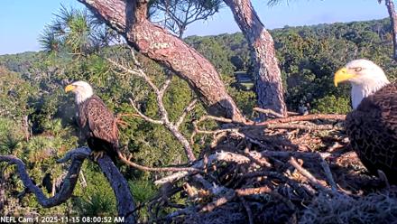 NE Florida Eagles Live Webcam - Nov 15, 2025, 8:01am EST