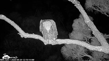 NE Florida Eagles Live Webcam - Aug 24, 2026, 12:11am EDT