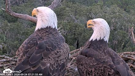 NE Florida Eagles Live Webcam - Sep 24, 2026, 7:22am EDT