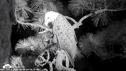 NE Florida Eagles Live Webcam - May 14, 2026, 9:25pm EDT