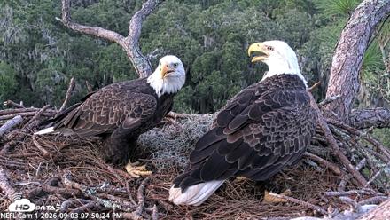 NE Florida Eagles Live Webcam - Sep 3, 2026, 7:52pm EDT