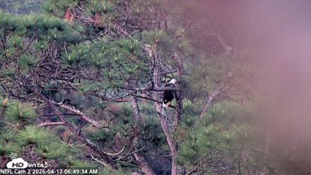 NE Florida Eagles Live Webcam - Apr 17, 2026, 6:50am EDT