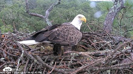 NE Florida Eagles Live Webcam - Oct 7, 2026, 6:43pm EDT