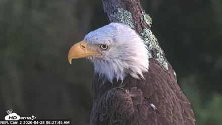 NE Florida Eagles Live Webcam - Apr 28, 2026, 6:28am EDT