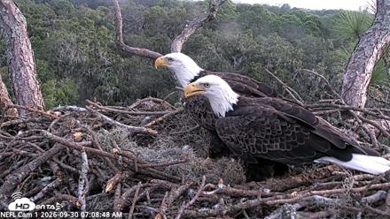 NE Florida Eagles Live Webcam - Sep 30, 2026, 7:09am EDT