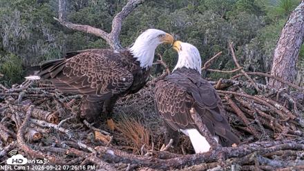 NE Florida Eagles Live Webcam - Sep 22, 2026, 7:27pm EDT