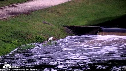 NE Florida Eagles Live Webcam - May 13, 2026, 6:39am EDT