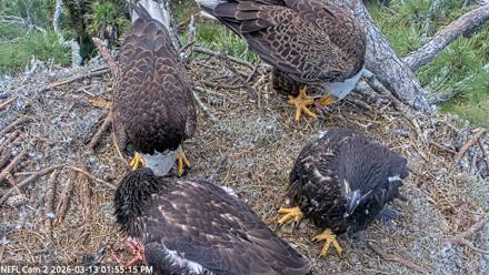 NE Florida Eagles Live Webcam - Mar 13, 2026, 1:55pm EDT
