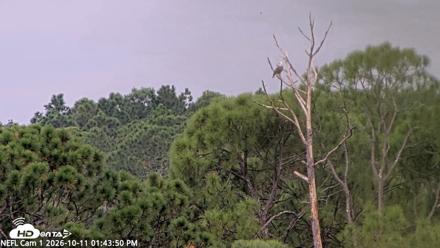 NE Florida Eagles Live Webcam - Oct 11, 2026, 1:44pm EDT