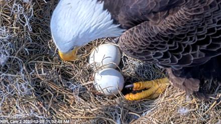 NE Florida Eagles Live Webcam - Dec 28, 2025, 11:03am EST