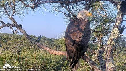 NE Florida Eagles Live Webcam - Apr 17, 2026, 8:22am EDT