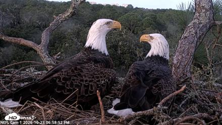 NE Florida Eagles Live Webcam - Oct 23, 2026, 6:59pm EDT