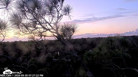 NE Florida Eagles Live Webcam - Sep 30, 2026, 7:28pm EDT