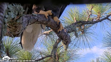 NE Florida Eagles Live Webcam - Sep 22, 2026, 8:41am EDT