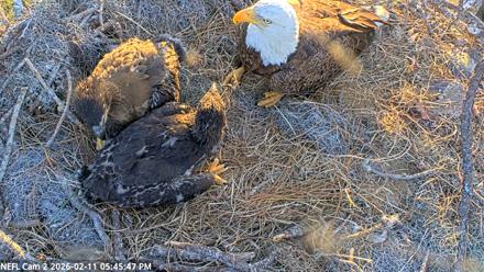 NE Florida Eagles Live Webcam - Feb 11, 2026, 5:46pm EST