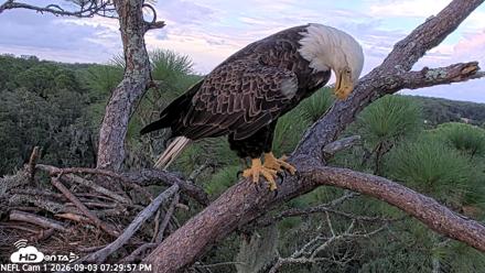 NE Florida Eagles Live Webcam - Sep 3, 2026, 7:30pm EDT