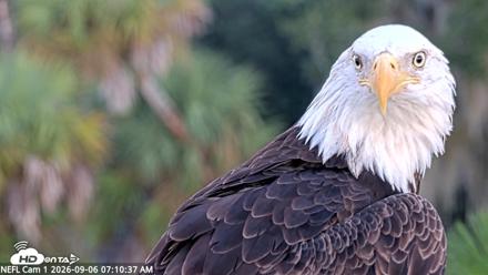 NE Florida Eagles Live Webcam - Sep 6, 2026, 7:11am EDT