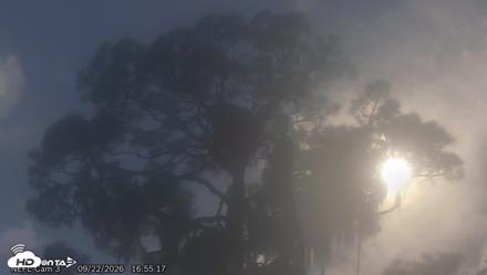 NE Florida Eagles Live Webcam - Sep 22, 2026, 4:56pm EDT
