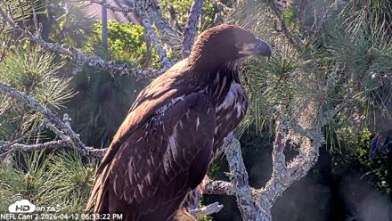 NE Florida Eagles Live Webcam - Apr 12, 2026, 6:34pm EDT