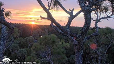 NE Florida Eagles Live Webcam - Aug 10, 2026, 8:05pm EDT