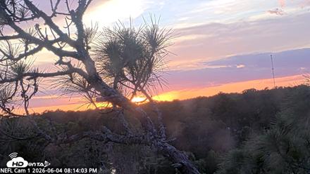 NE Florida Eagles Live Webcam - Jun 4, 2026, 8:15pm EDT