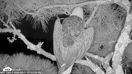 NE Florida Eagles Live Webcam - Sep 11, 2026, 7:54pm EDT