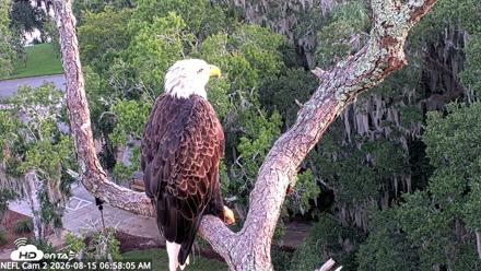 NE Florida Eagles Live Webcam - Aug 15, 2026, 6:59am EDT