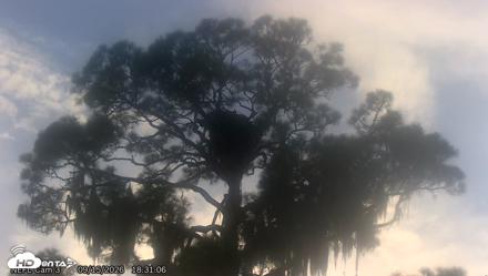 NE Florida Eagles Live Webcam - Sep 15, 2026, 6:31pm EDT