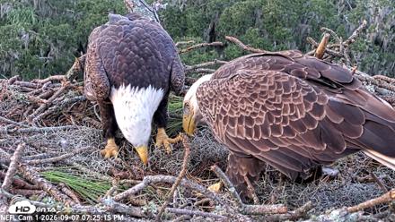 NE Florida Eagles Live Webcam - Sep 7, 2026, 7:26pm EDT