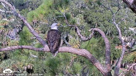 NE Florida Eagles Live Webcam - Sep 22, 2026, 11:20am EDT