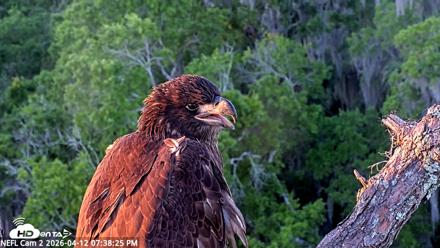 NE Florida Eagles Live Webcam - Apr 12, 2026, 7:39pm EDT