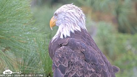 NE Florida Eagles Live Webcam - Aug 20, 2026, 6:18pm EDT