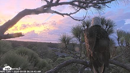 NE Florida Eagles Live Webcam - Sep 8, 2026, 6:55am EDT