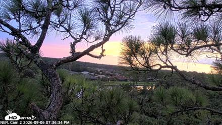NE Florida Eagles Live Webcam - Sep 6, 2026, 7:37pm EDT