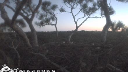 NE Florida Eagles Live Webcam - Sep 26, 2026, 6:45am EDT