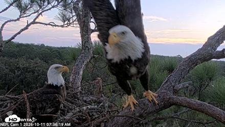 NE Florida Eagles Live Webcam - Oct 11, 2026, 7:37am EDT