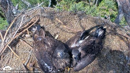 NE Florida Eagles Live Webcam - Apr 13, 2026, 11:12am EDT