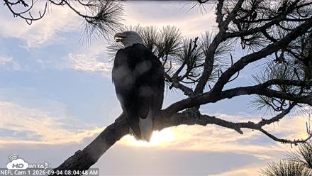 NE Florida Eagles Live Webcam - Sep 4, 2026, 8:05am EDT