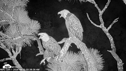 NE Florida Eagles Live Webcam - Sep 13, 2026, 5:39am EDT