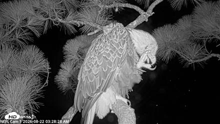NE Florida Eagles Live Webcam - Aug 22, 2026, 3:29am EDT