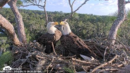 NE Florida Eagles Live Webcam - Sep 16, 2026, 8:31am EDT