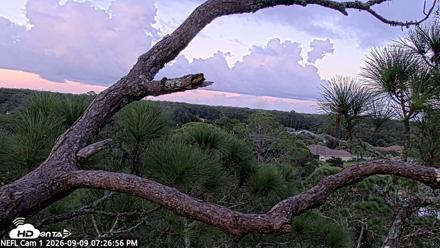 NE Florida Eagles Live Webcam - Sep 9, 2026, 7:27pm EDT
