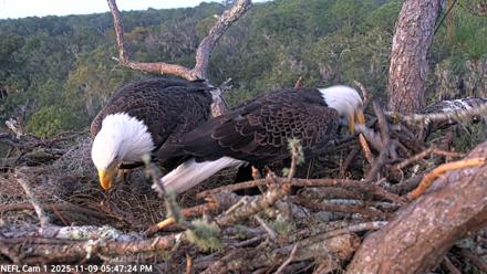 NE Florida Eagles Live Webcam - Nov 9, 2025, 5:48pm EST